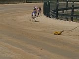 Golden Rabbit European Sandtrack-Derby Th. Ernst (104)